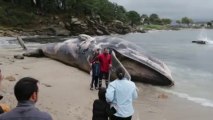 Las autoridades estudian cómo retirar la ballena muerta aparecida en una playa gallega