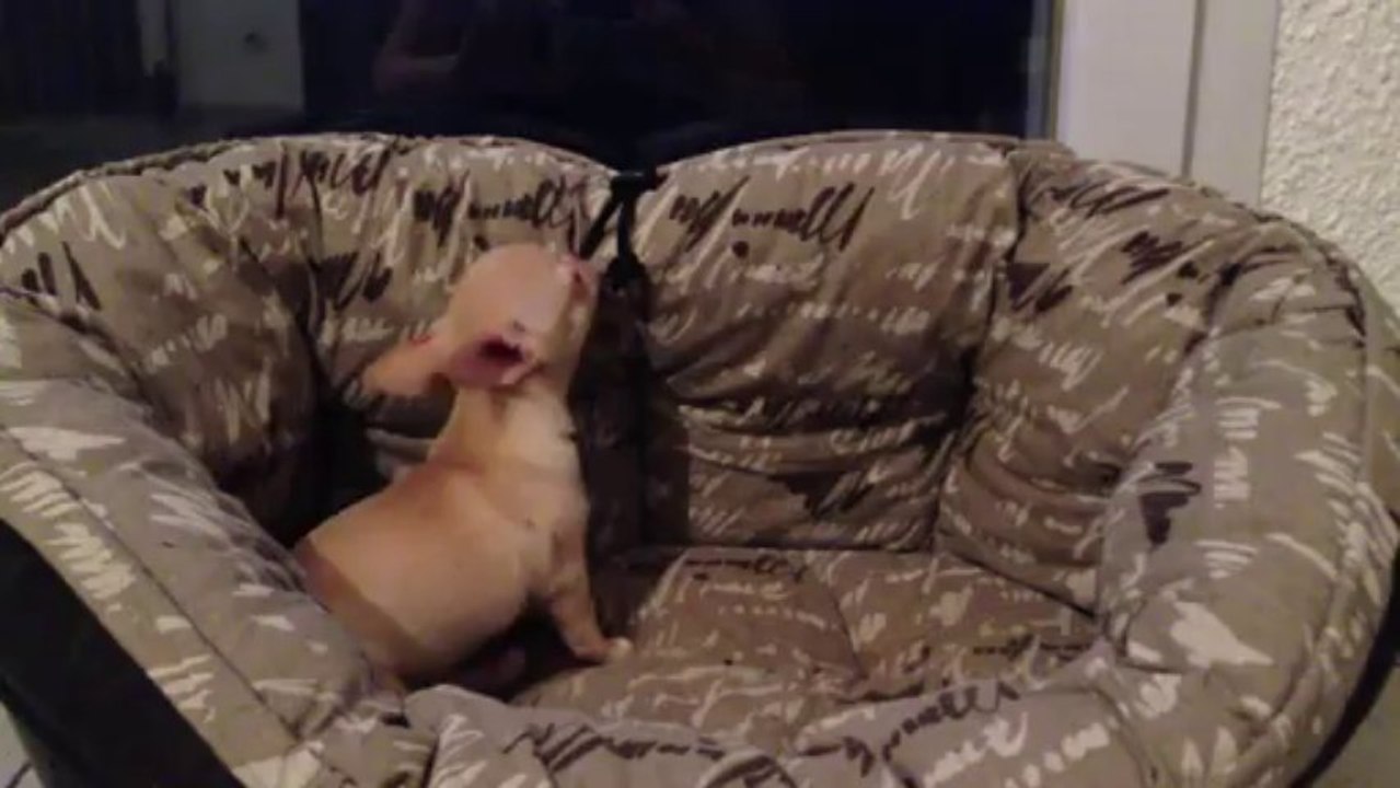 Elevage de race chihuahua "La Divine Symphonie" (Femelle chihuahua °625788)