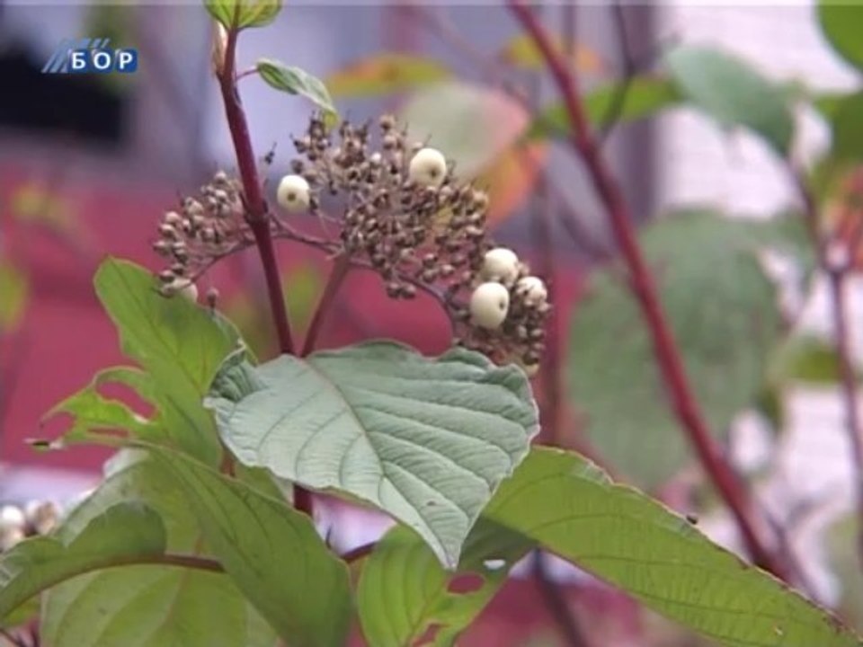 Vesti na rumunskom jeziku, 04. novembar 2013.