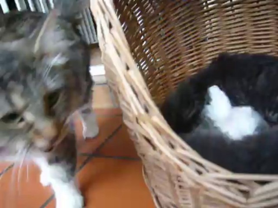 visite du panier