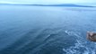 Superpod of Dolphins Swims Alongside a British Columbia Ferry