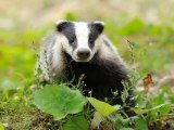 BBC Radio Somerset_ Emma Britton_Pilot badger cull ends 1Nov13