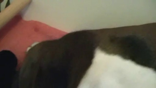 2ème vidéo de la 13ème portée de Staffordland : Goody-Goody & Hell-Boy