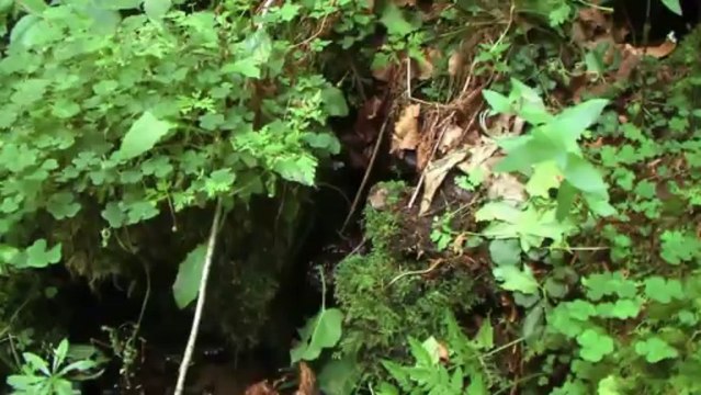 Forêt d'Aurillac dans le Cantal du groupement forestier Avenir Forêt