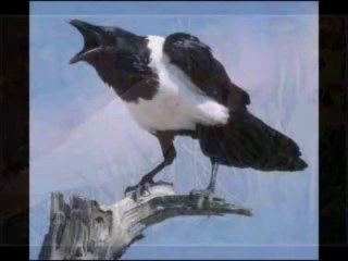 قصة صغير الغراب عندما يهجره والداه - صالح المغامسي -