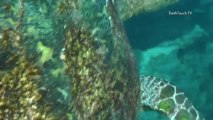 Hawksbill turtle leads the way through underwater labyrinth