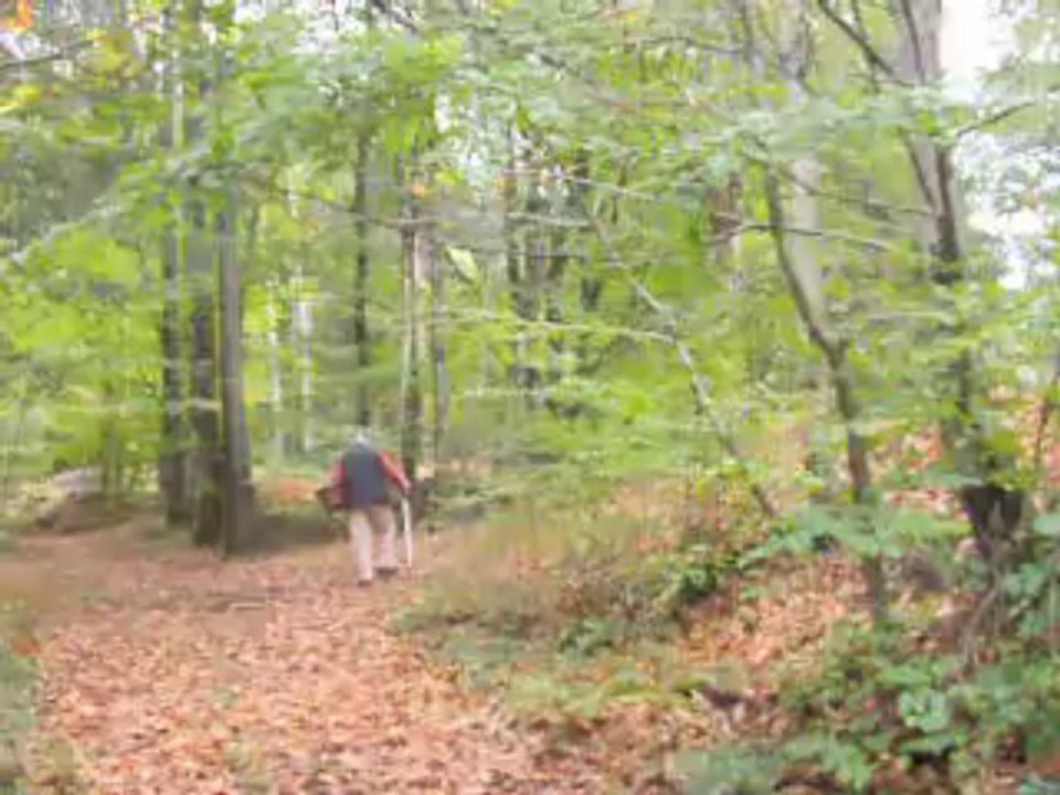Le bois de Chateldon........