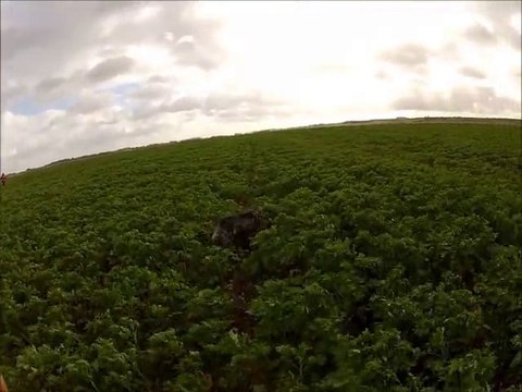 arrets de Setter anglais en plaine