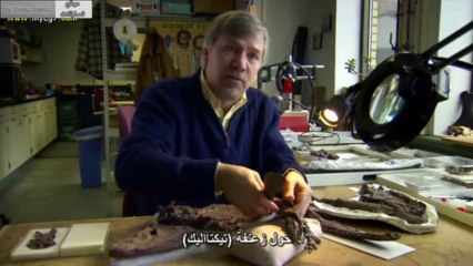 صعود الحيوانات و أنتصار الفقاريات الحلقة الأولى