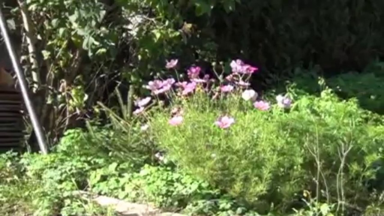 Genlis "secteur" maison 90m2 - Agence CARREZ immobilier