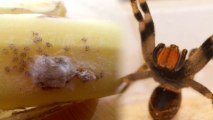 Family's Store-Bought Bananas Crawling with Deadly Spider Babies