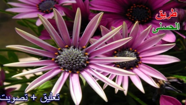 سورة طه بروية خلف عن حمزة~ تلاوة مميزة أول مرة تسمعها~ القارئ مشاري العفاسي.