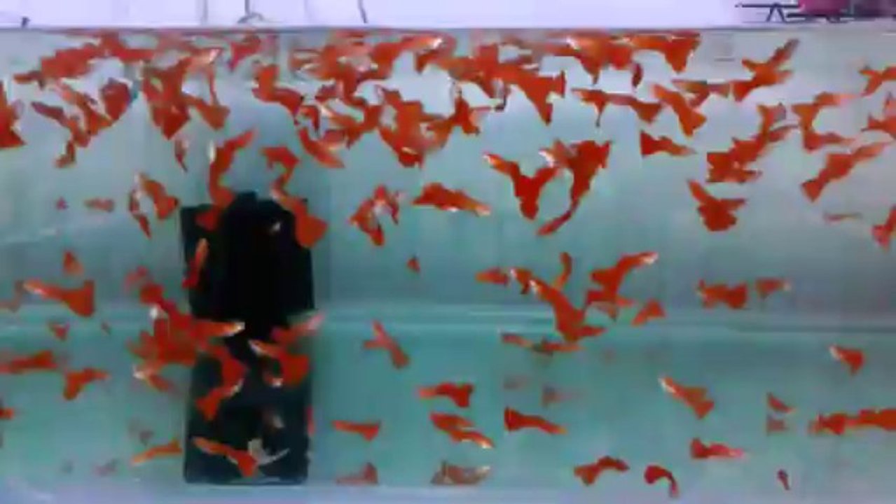 Albino F.Red HD Erkekler