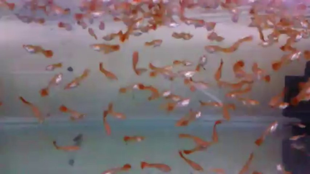Albino F.Red HD Dişiler
