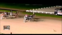 RABBIT VS HORSES.... and Bunny WINS! Awesome race...