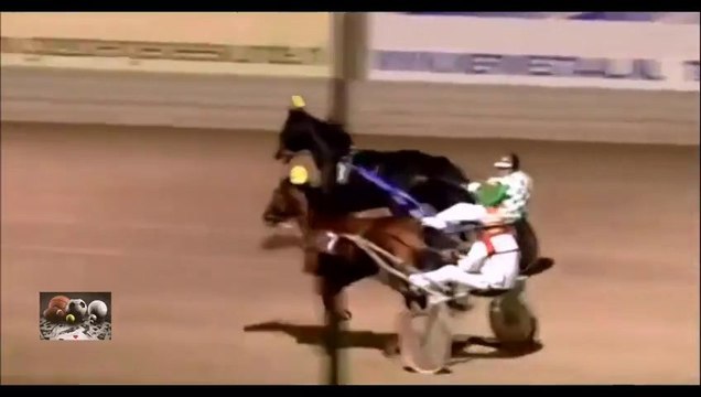 LAPIN contre CHEVAL... La lapin gagne la course haut la main (peau de lapin)!