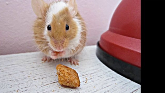 Hommage a Chappy, partis trop tot