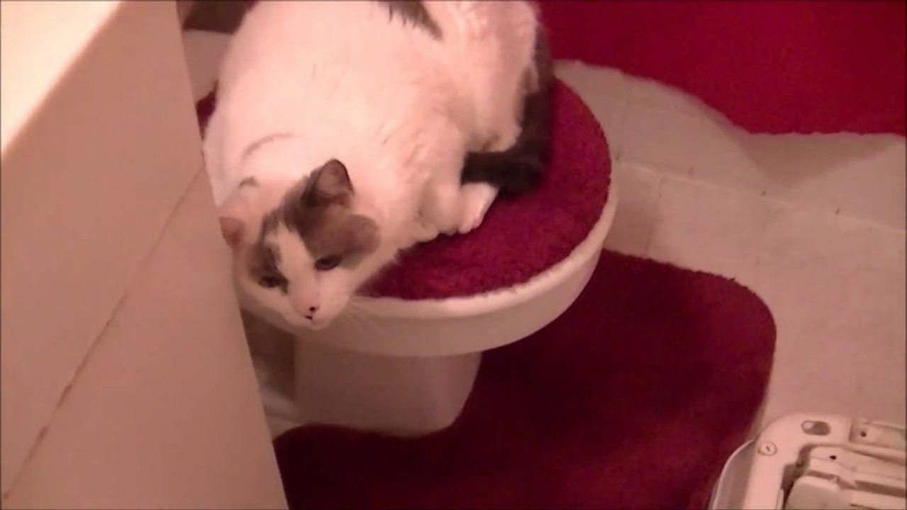 Diva Talking Cat Won't Leave Toilet Seat
