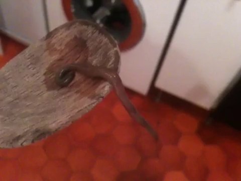 Un ver de Cergy se jette du haut d'une spatule en bois