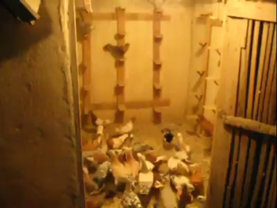 Şanlıurfadan Kasap Süphi beyin filo güvercinleri - www.guvercintv.com