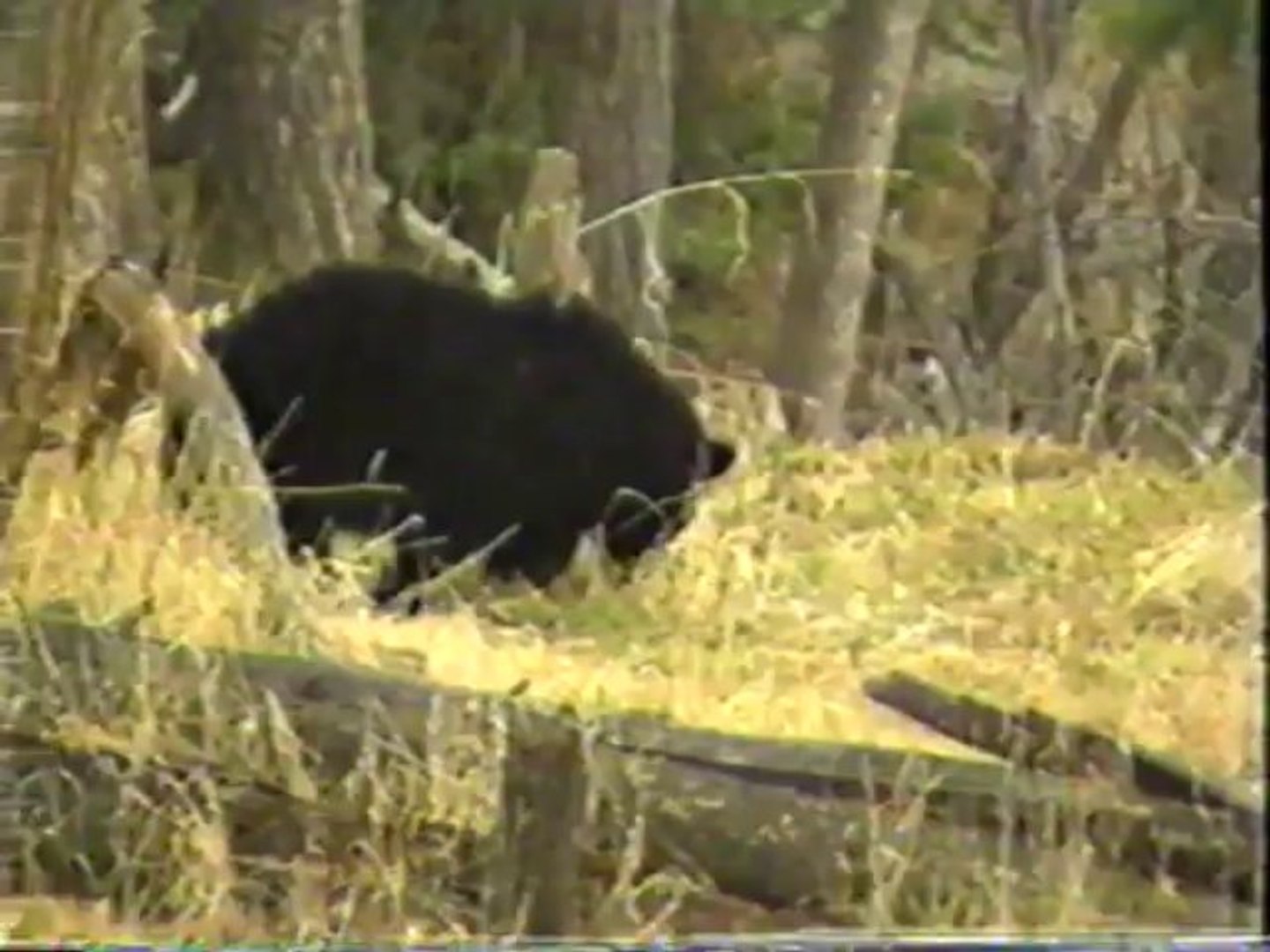 Baby Animals At Play - Babies of The Wild Part 1