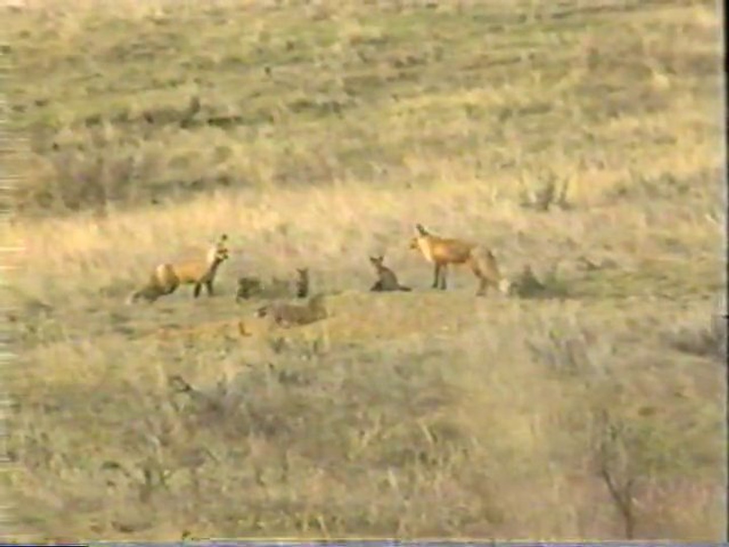 Baby Animals At Play - Babies of The Wild Part 2