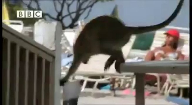 Monkeys Like A Lil Drink Too