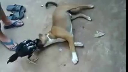 This Dog And This Chicken Are Best Friends!