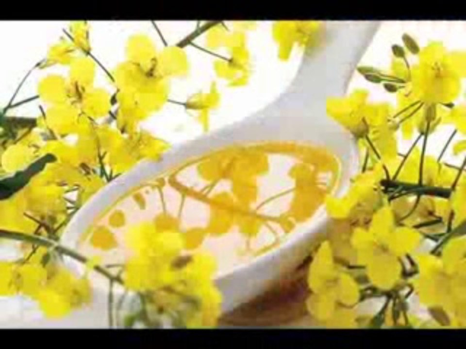 Bulk Canola Oil for Cooking: Rapeseed Oil