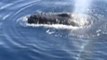 Maui Humpback Whales