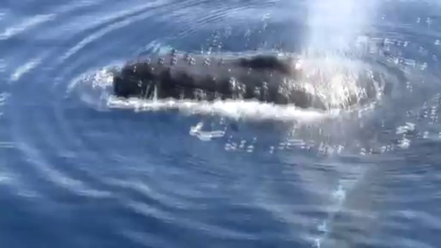 Maui Humpback Whales