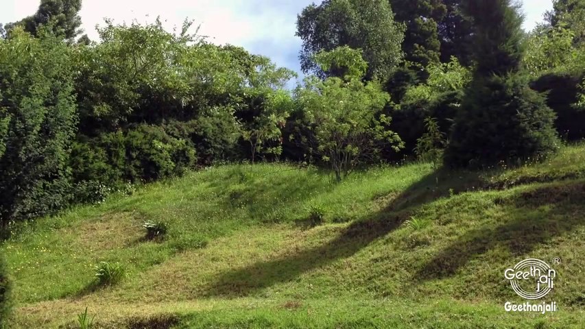 Relaxing Sounds of Nature