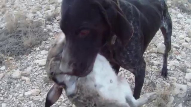 davşancı harun..drahthaar avköpeğim poyraz. tavşanın vuruluş anı ve tavşan aportu