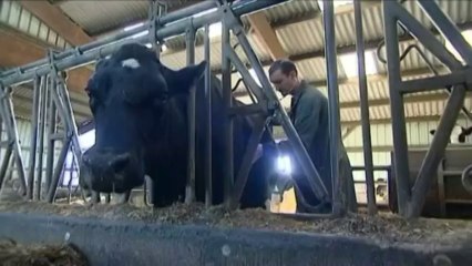 Pourquoi les vétérinaires font grève