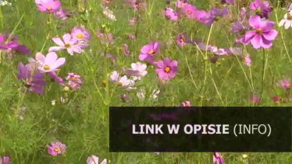 generator licencji automapa 6.10