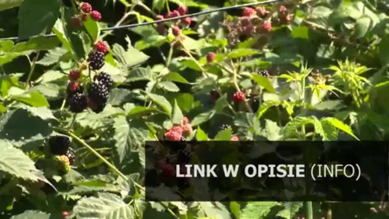 fryzury plecione długie włosy