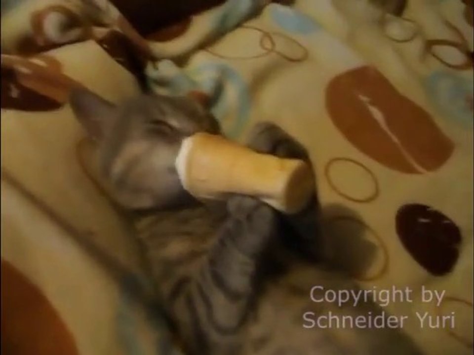 Un CHAT fan de crème glacée... Enorme!