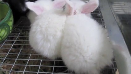 Descargar video: Thirsty Baby Bunnies. They LOVE MILK!