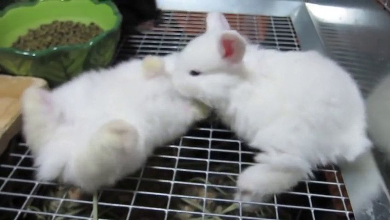 Des bébés LAPINS assoiffés... Ils adorent le lait!