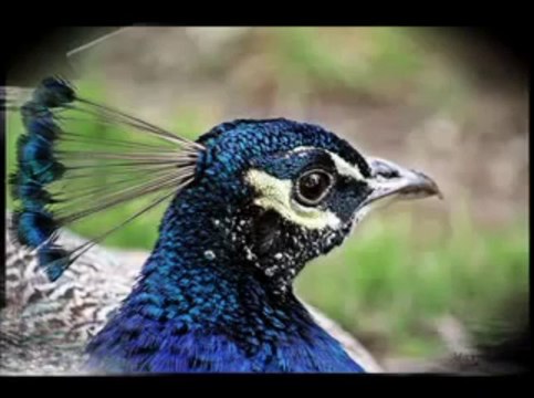 Nezih UZEL-dinle sözümü