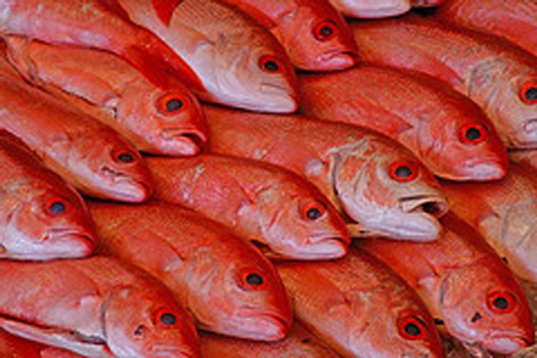 How to buy fresh fish