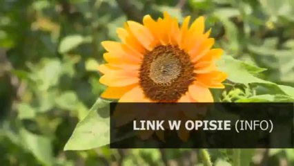 dieta octowa jak stosować