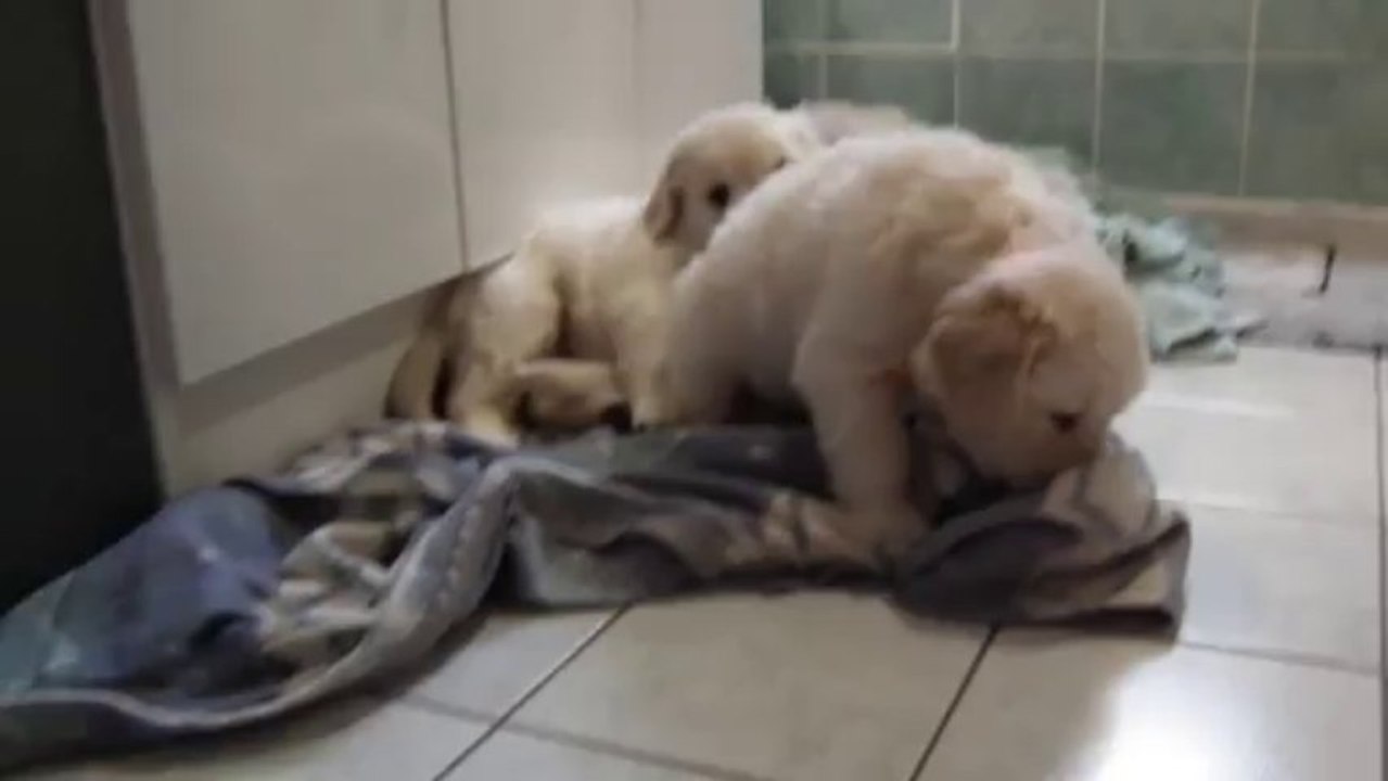 Chiots golden retriever à 5 semaines - 2