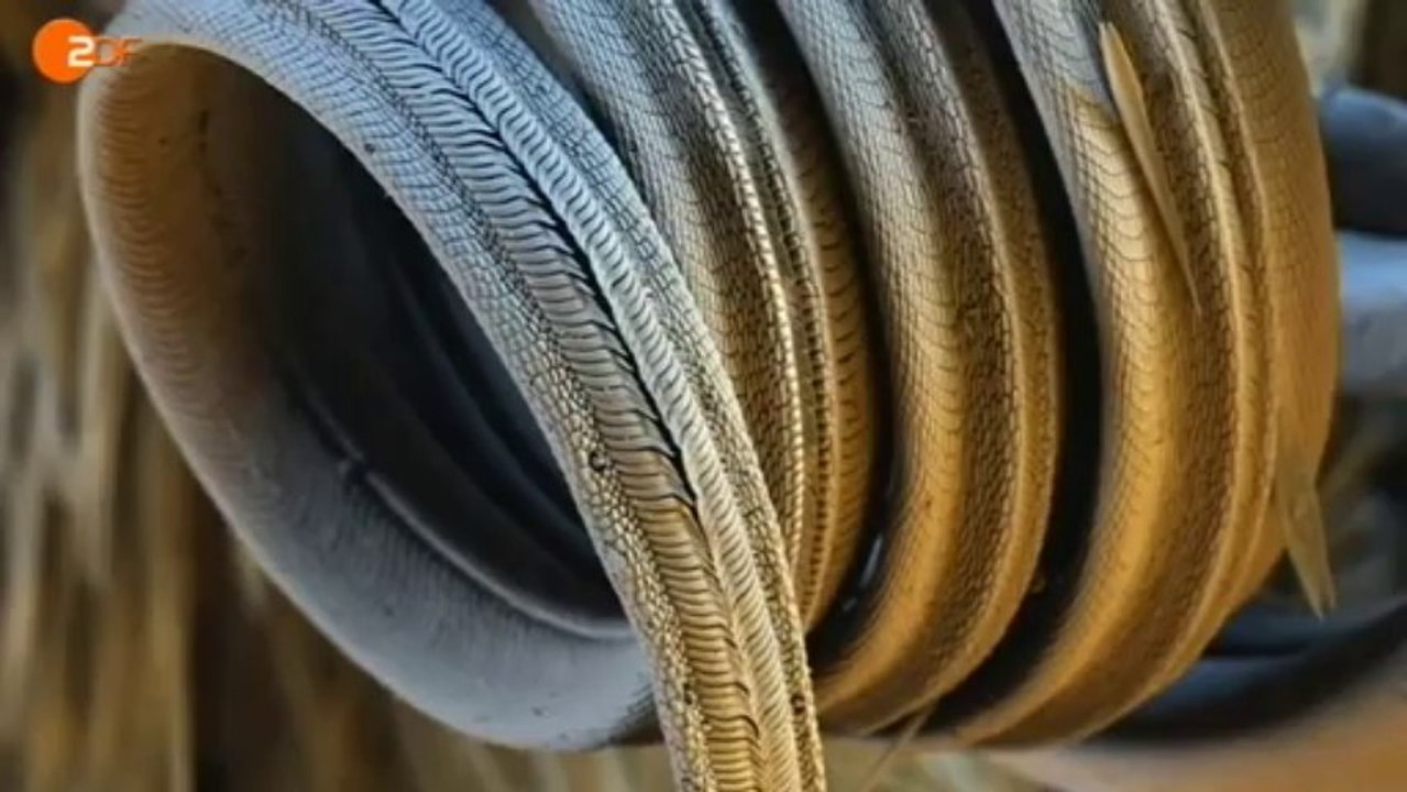 Terra X: Neues aus dem Reich der Superzeitlupe (Teil 1) - ZDF