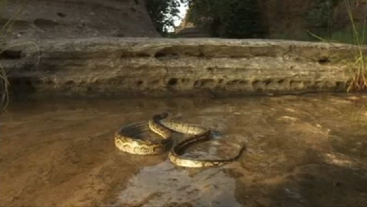 Serpent vs Fourmis