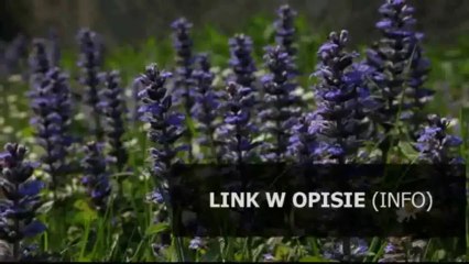 patch yuri's revenge download