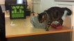 Cat Stuck in Bag as Dinner Bell Rings