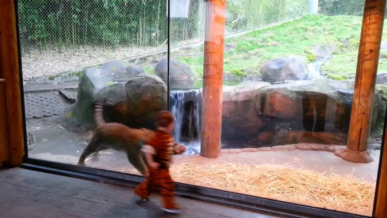 'Tiger cubs' play together in Tacoma zoo