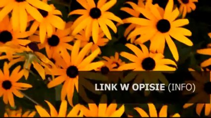 colin mcrae 2 download pełna wersja chomikuj