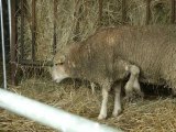 Insolite: un mouton à cinq pattes mis en vente sur le net - 07/11